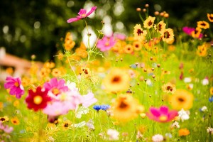 beautiful-flower-flowers-spring-Favim_com-486857