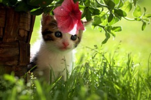 adorable-baby-cat-cute-flower-Favim_com-438406